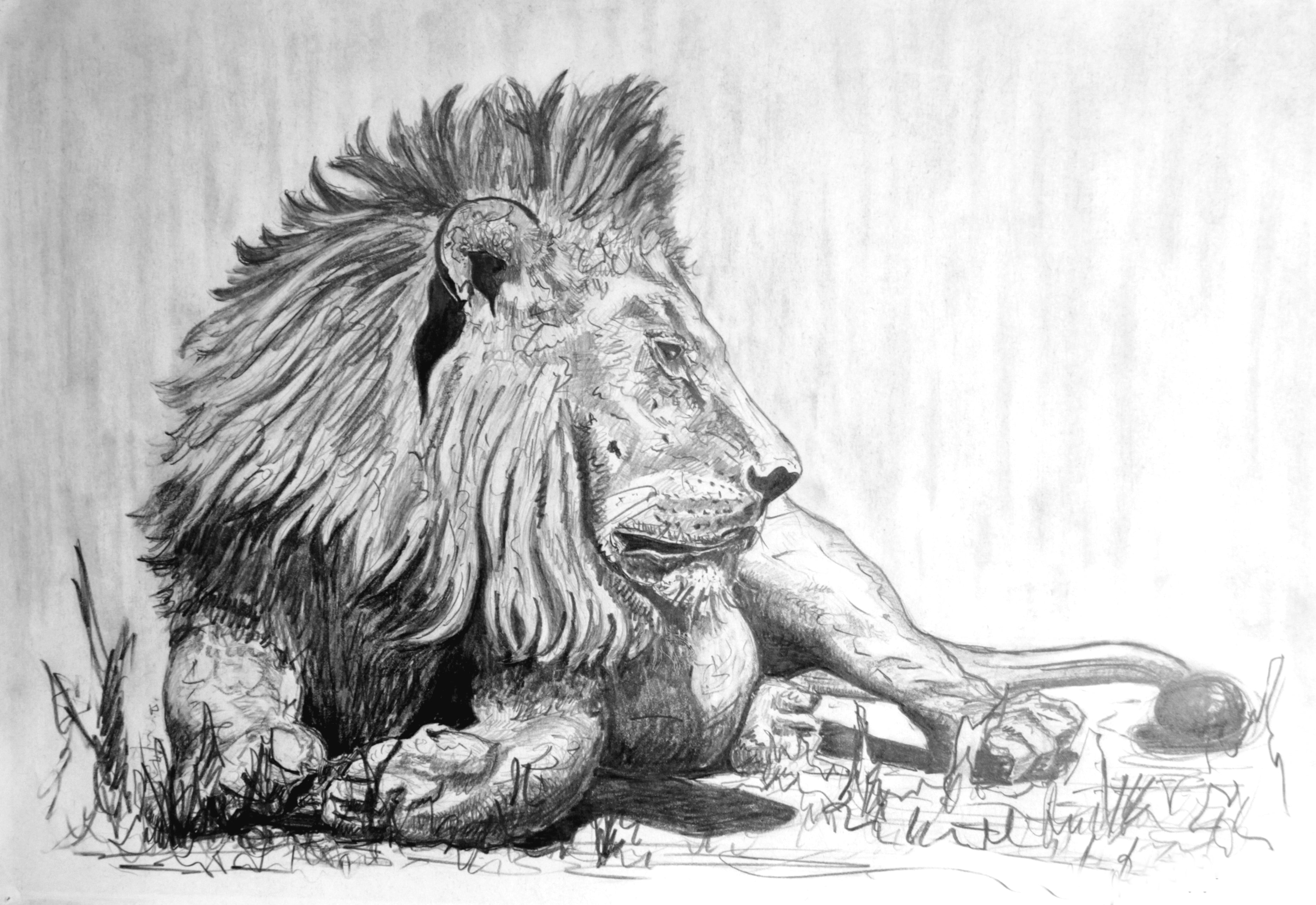 TIERE