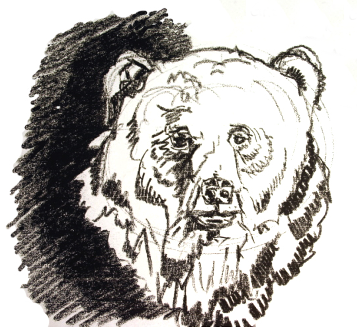 Der Grizzly vom Brooks River Alaska