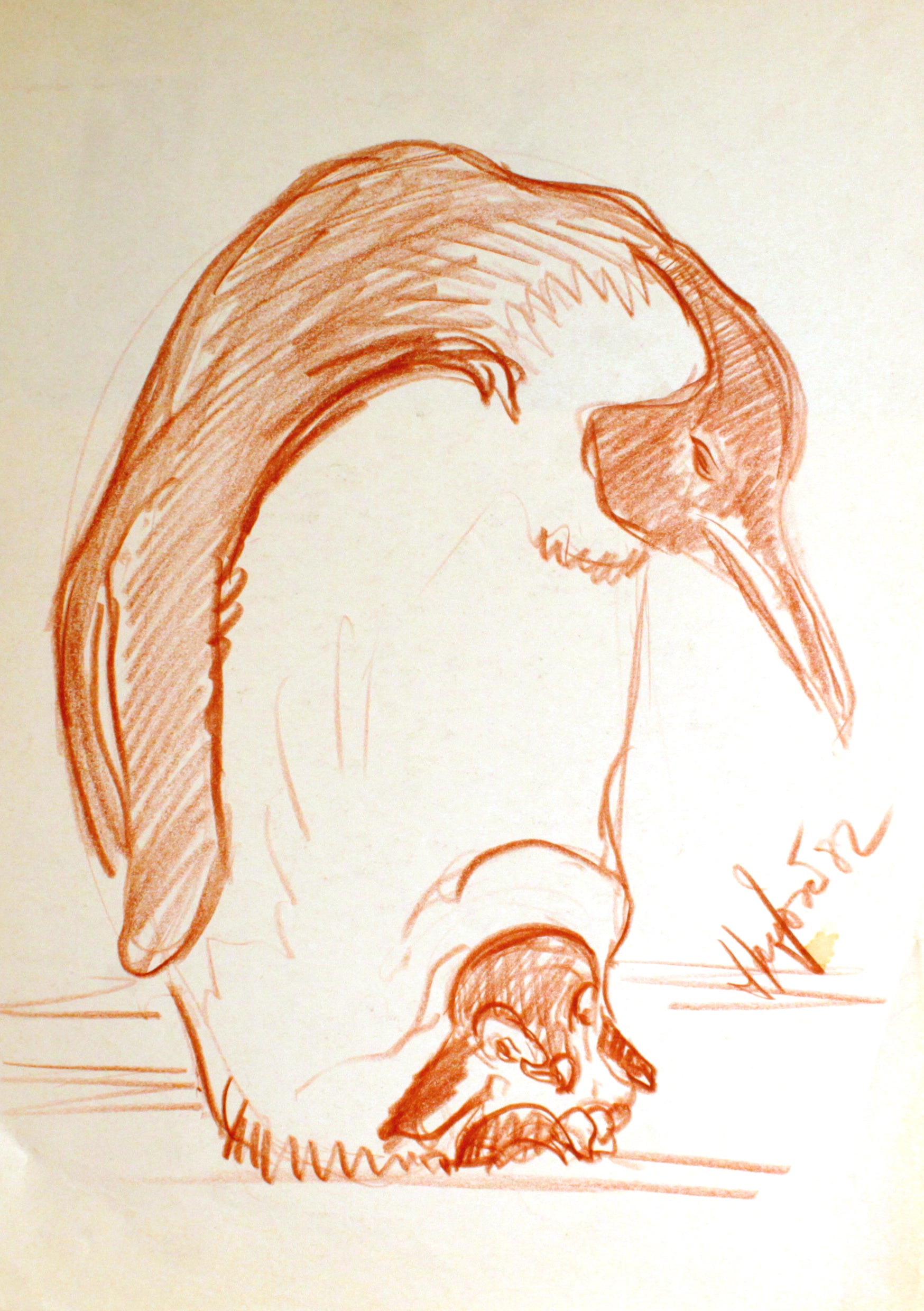Pinguin